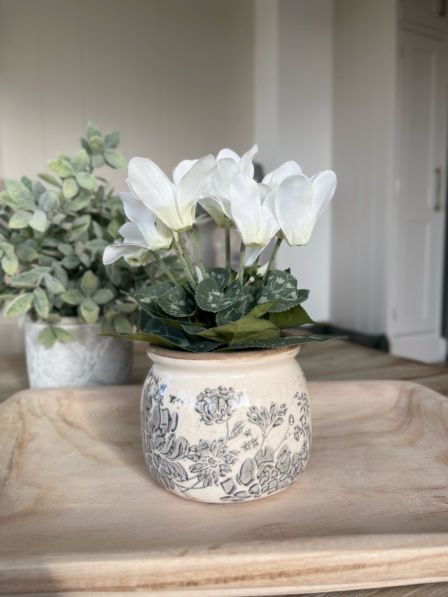 White Cyclamen