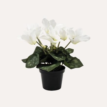 White Cyclamen