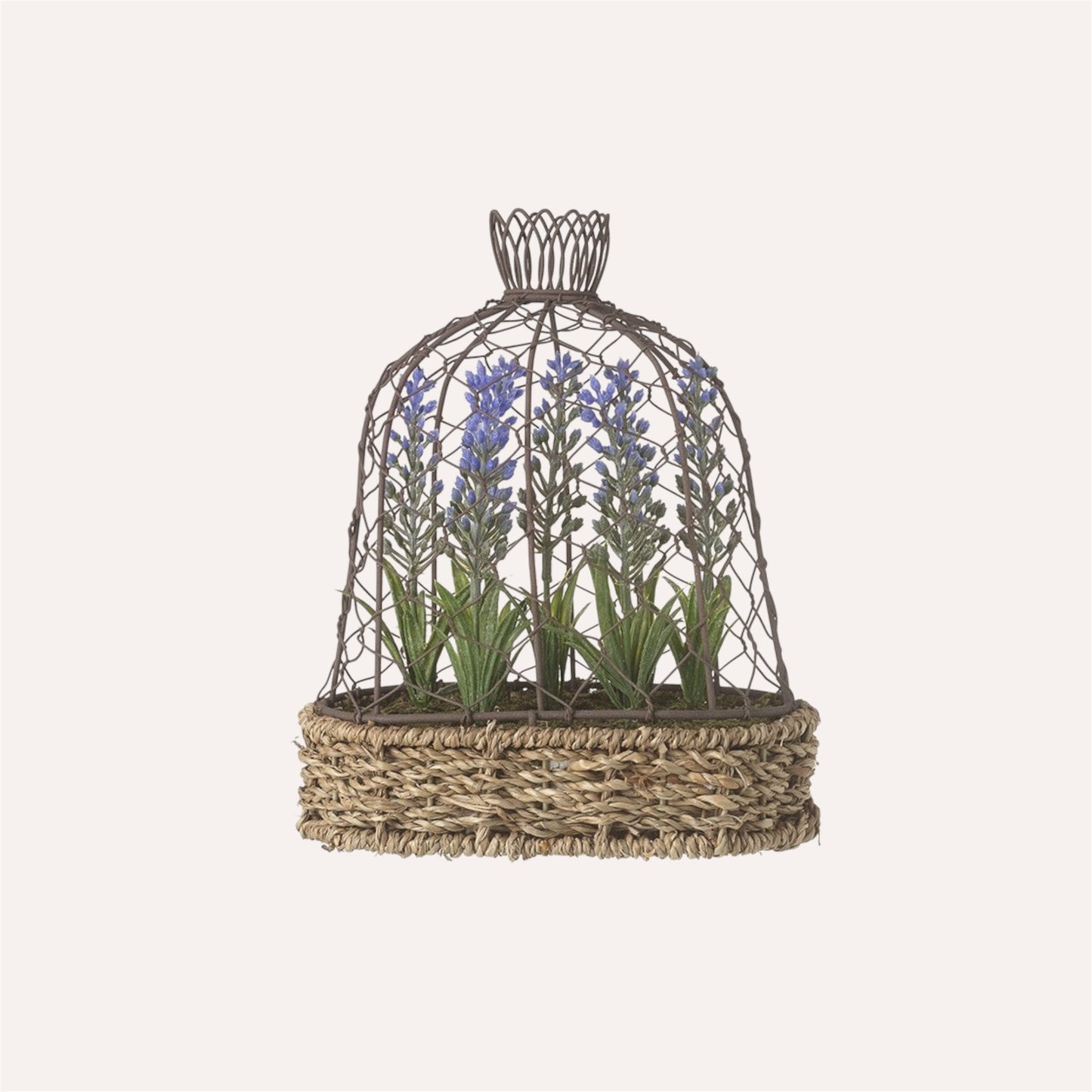 Potted Lavender in Wire Cloche