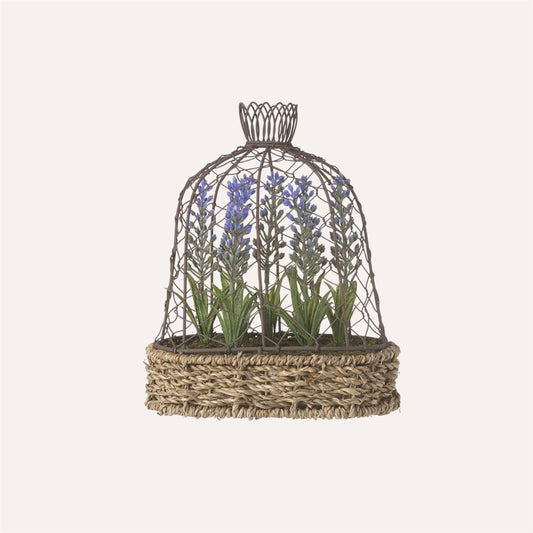 Potted Lavender in Wire Cloche